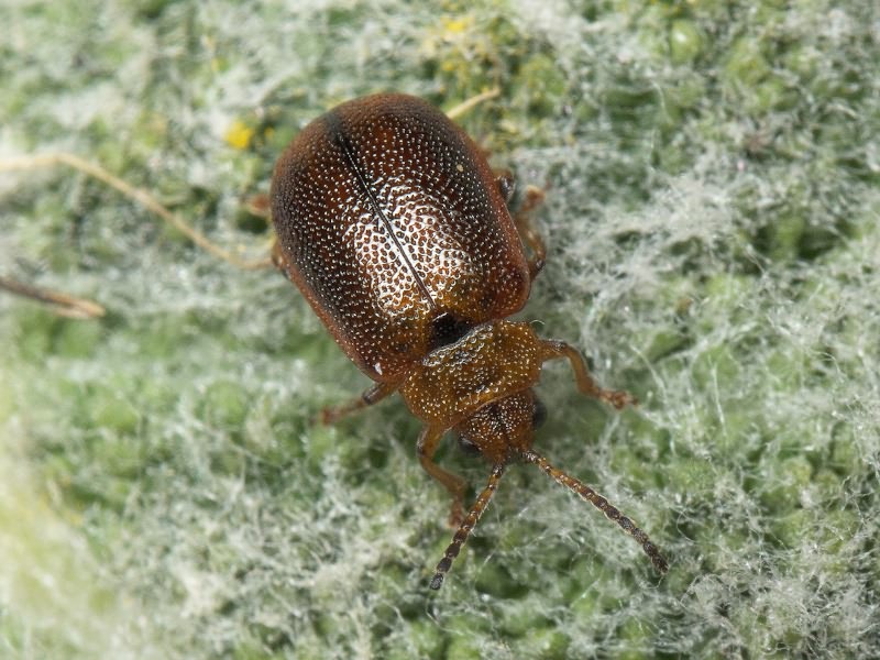 Lochmaea crataegi (Forster, 1771)